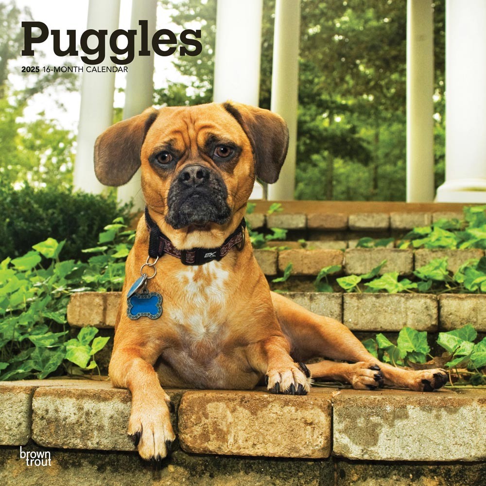 Puggles | 2025 12 x 24 Inch Monthly Square Wall Calendar