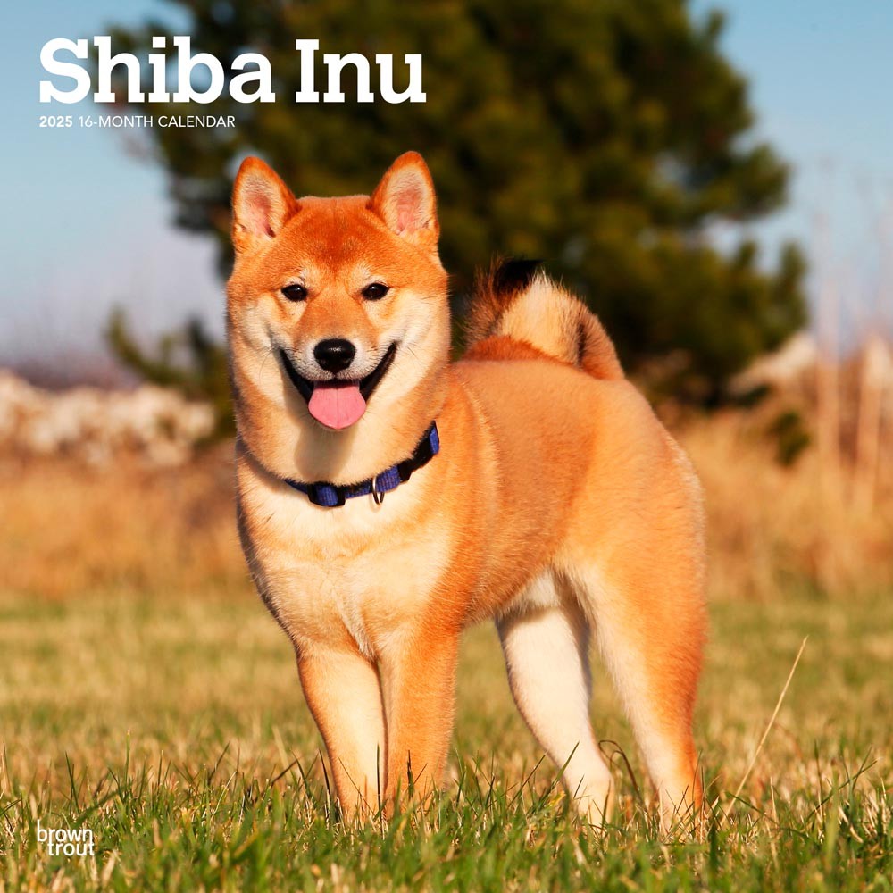 Shiba Inu | 2025 12 x 24 Inch Monthly Square Wall Calendar