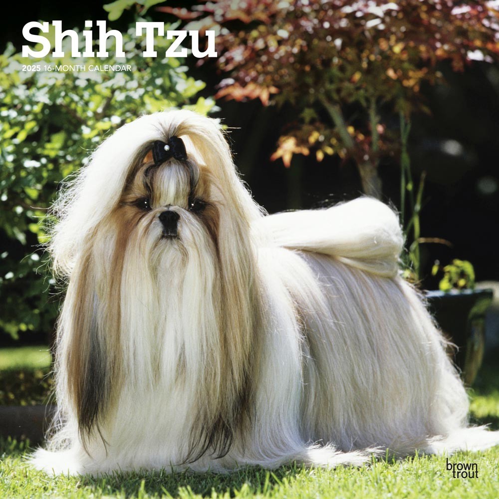 Shih Tzu 2025 12 x 24 Inch Monthly Square Wall Calendar