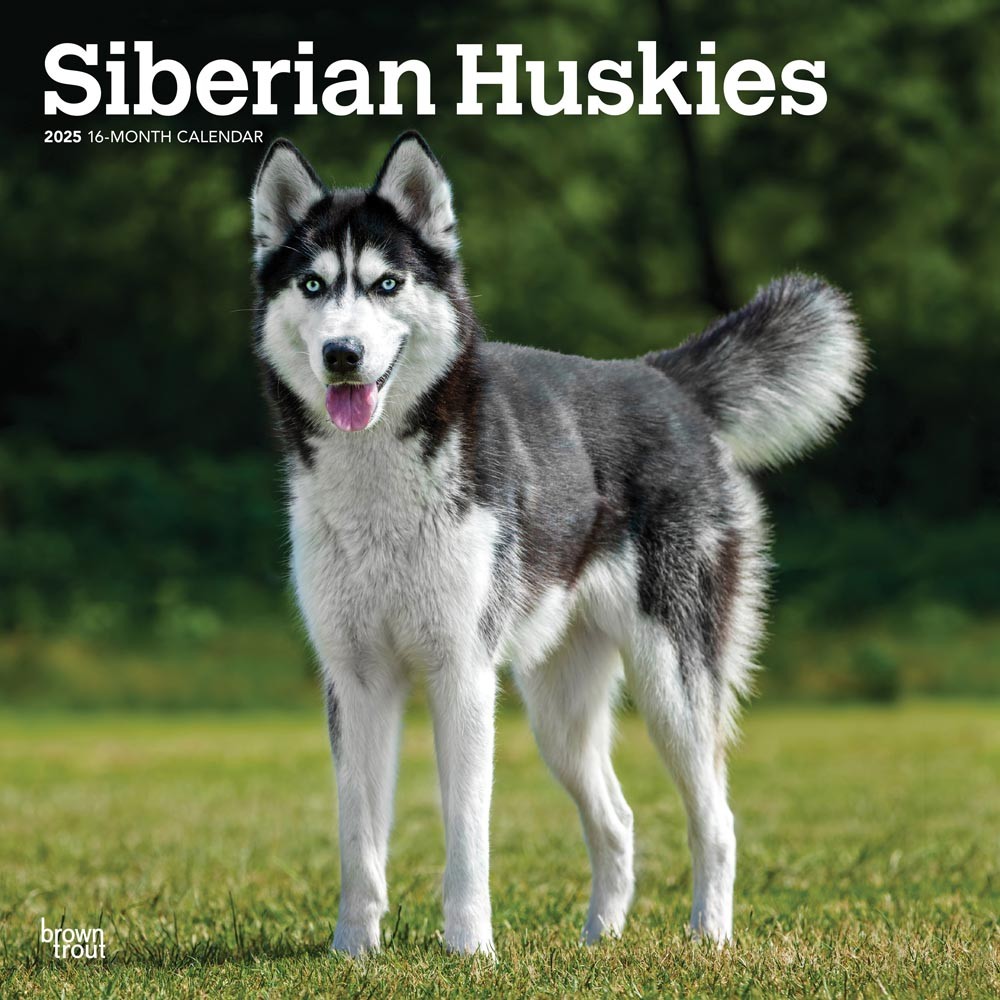 Siberian Huskies 2025 12 x 24 Inch Monthly Square Wall Calendar