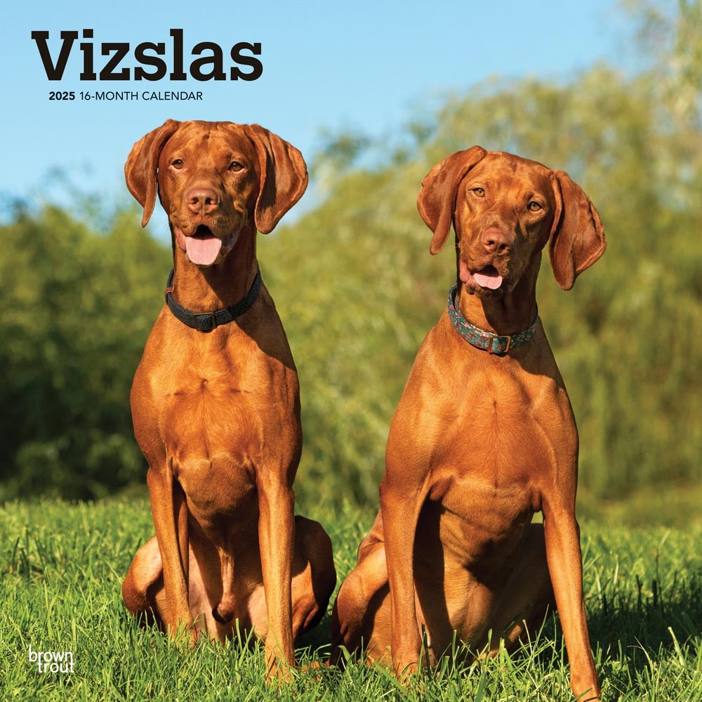 Vizslas | 2025 12 x 24 Inch Monthly Square Wall Calendar