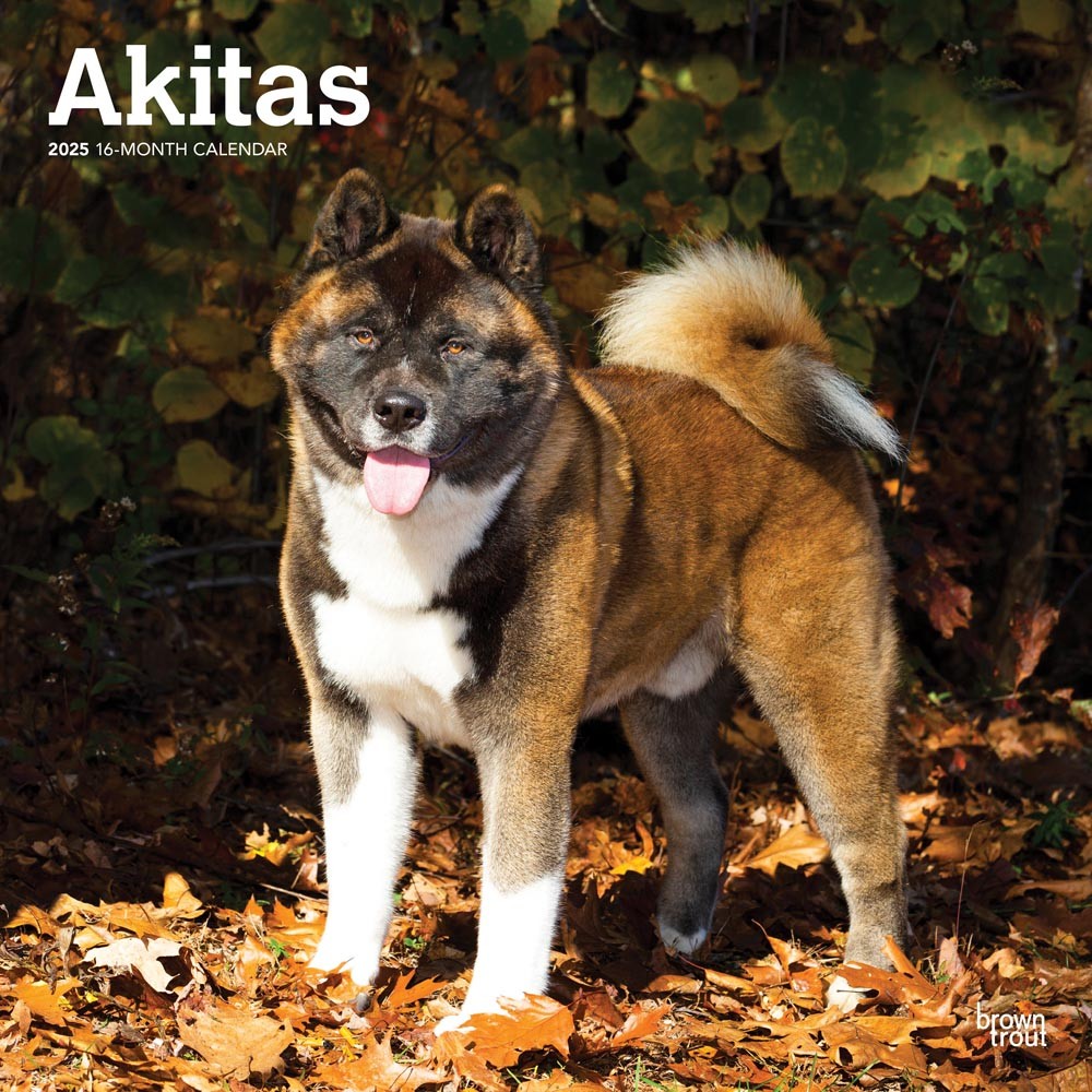 Akitas | 2025 12 x 24 Inch Monthly Square Wall Calendar