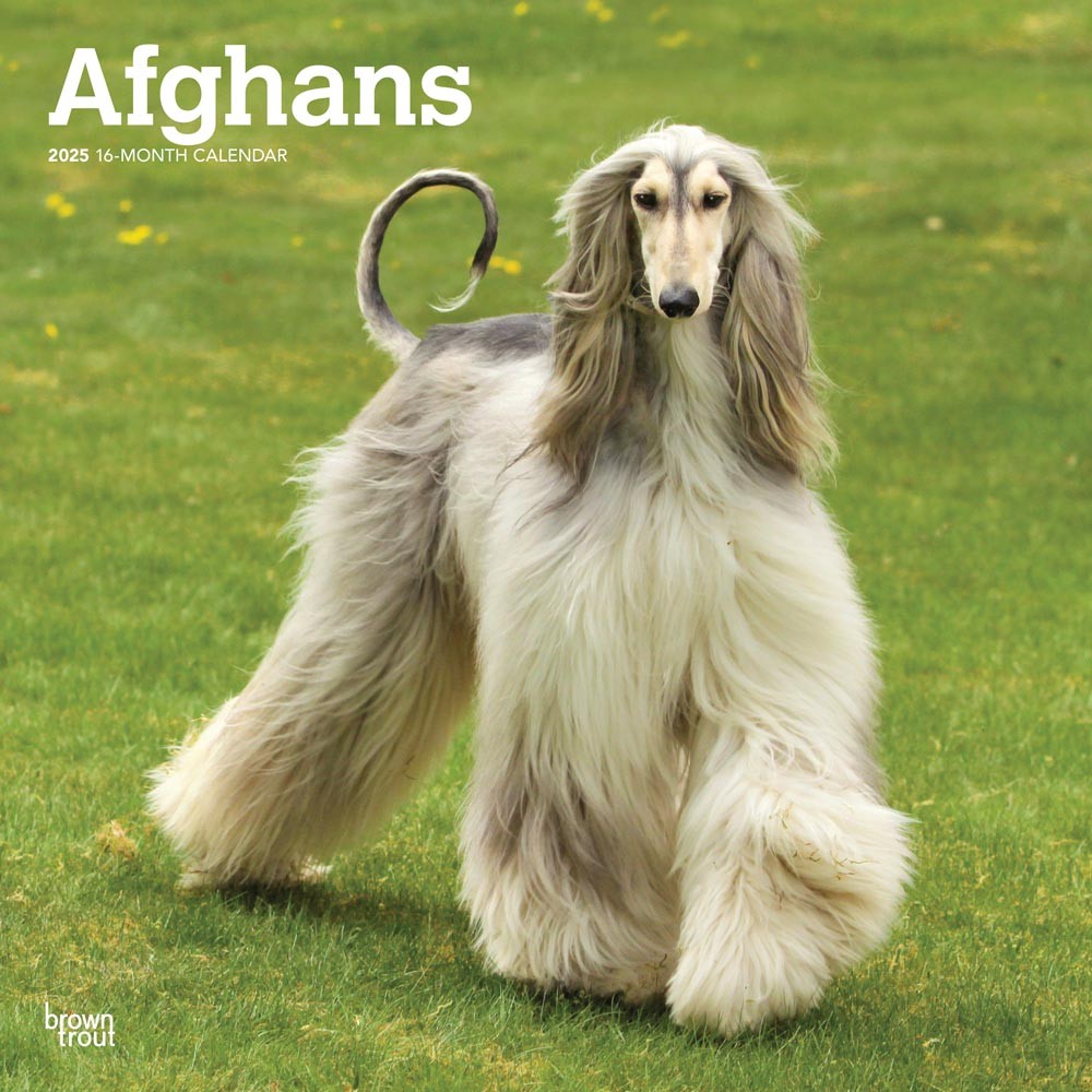Afghans | 2025 12 x 24 Inch Monthly Square Wall Calendar