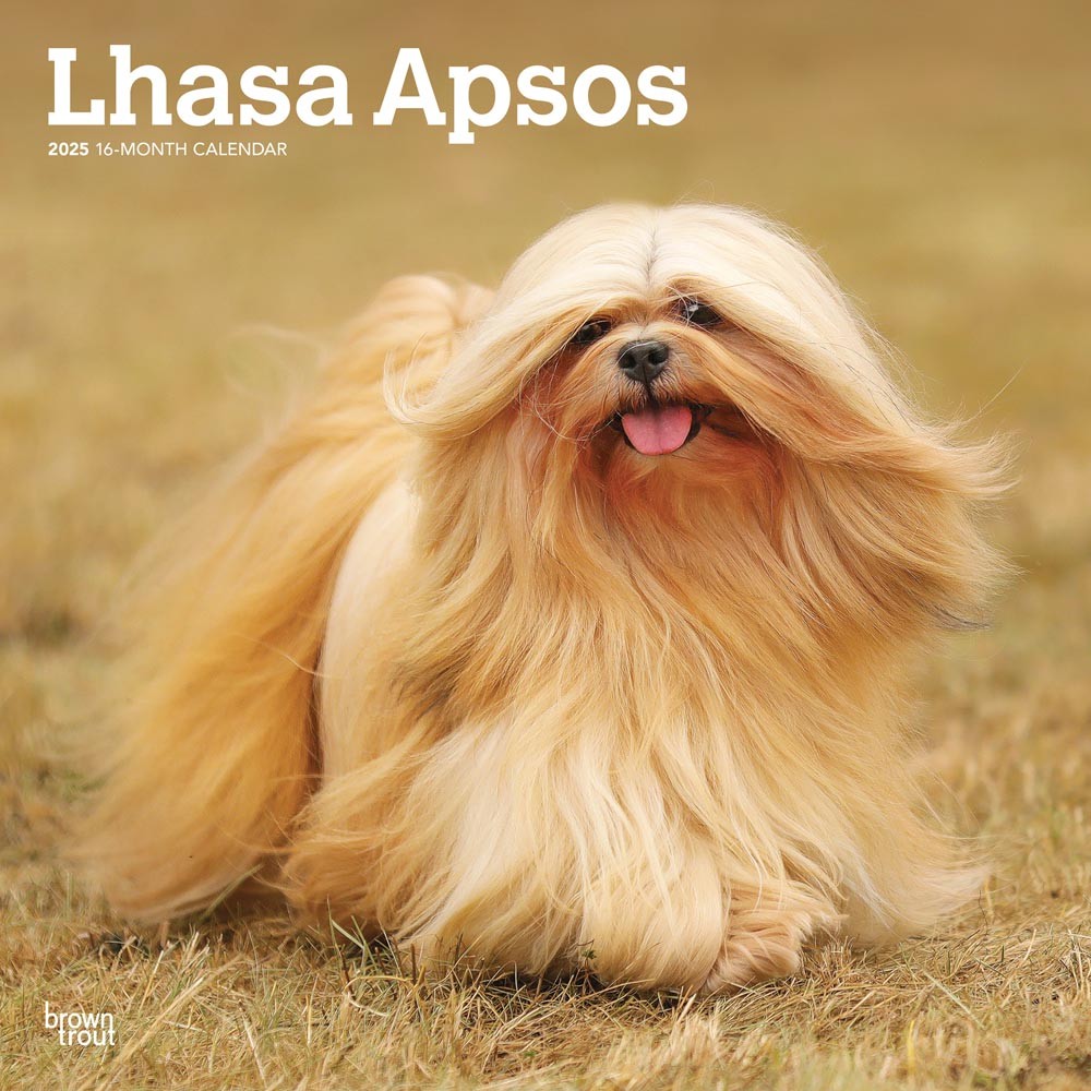 Lhasa Apsos | 2025 12 x 24 Inch Monthly Square Wall Calendar