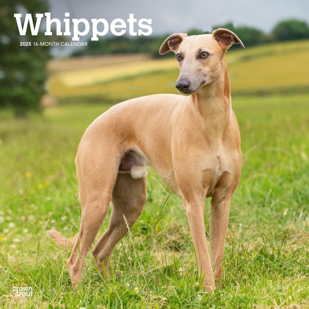Whippets | 2025 12 x 24 Inch Monthly Square Wall Calendar