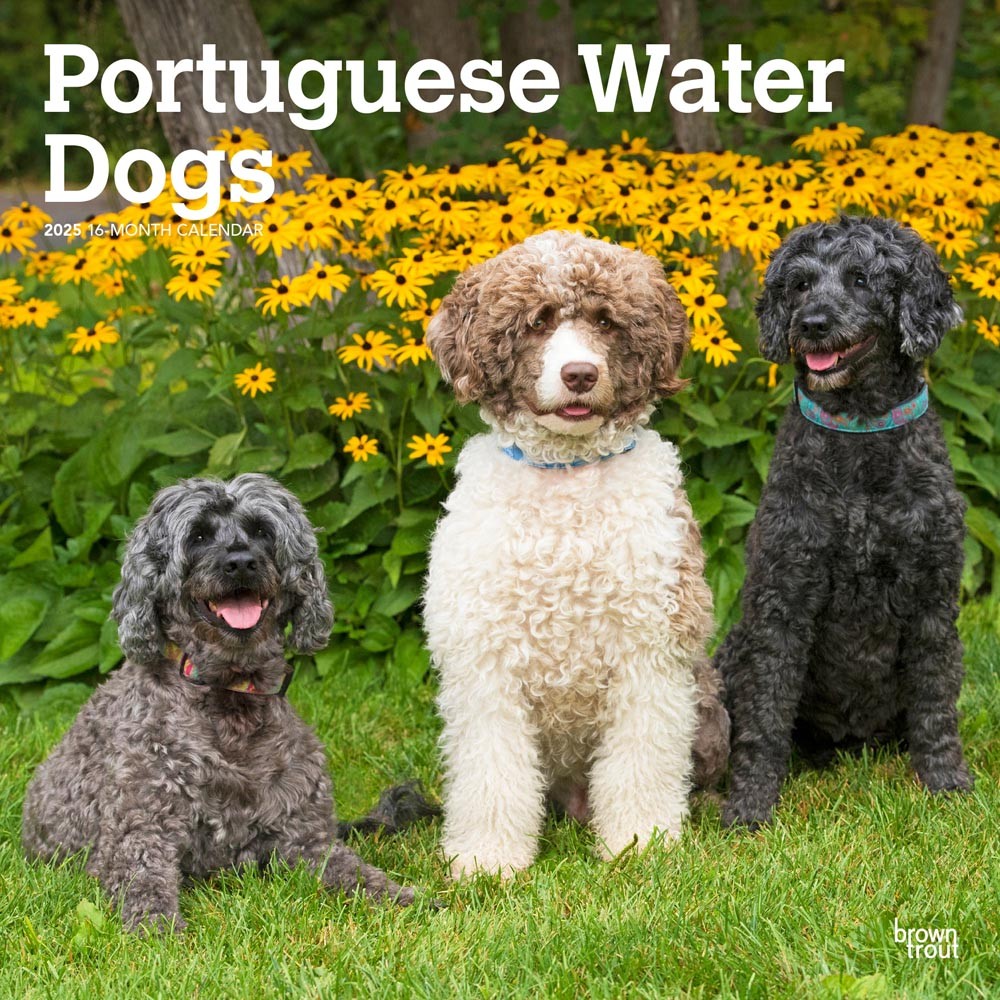 Portuguese Water Dogs | 2025 12 x 24 Inch Monthly Square Wall Calendar