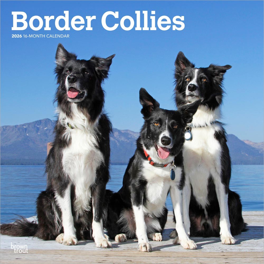 Border Collies | 2026 12 x 24 Inch (Hanging) Monthly Square Wall Calendar