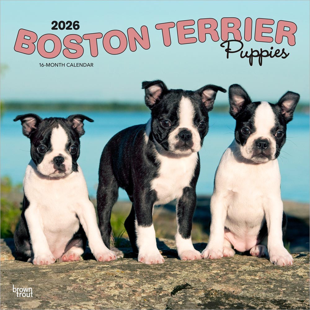Boston Terrier Puppies | 2026 12 x 24 Inch (Hanging) Monthly Square Wall Calendar