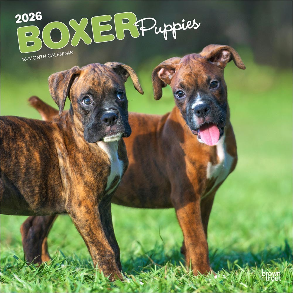 Boxer Puppies | 2026 12 x 24 Inch (Hanging) Monthly Square Wall Calendar