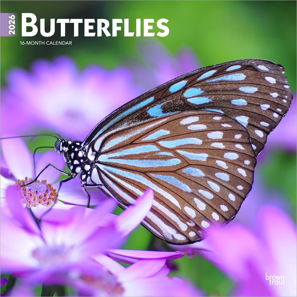 Butterflies | 2026 12 x 24 Inch (Hanging) Monthly Square Wall Calendar