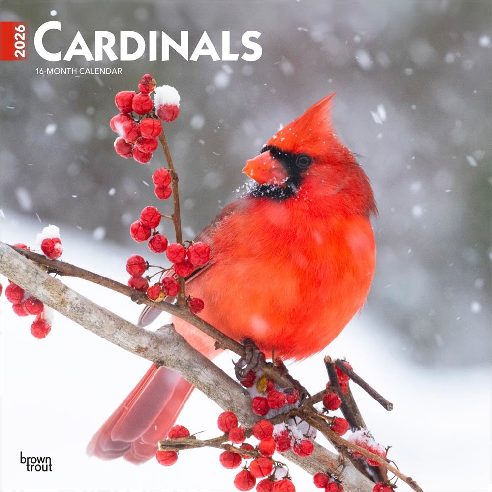 Cardinals | 2026 12 x 24 Inch (Hanging) Monthly Square Wall Calendar