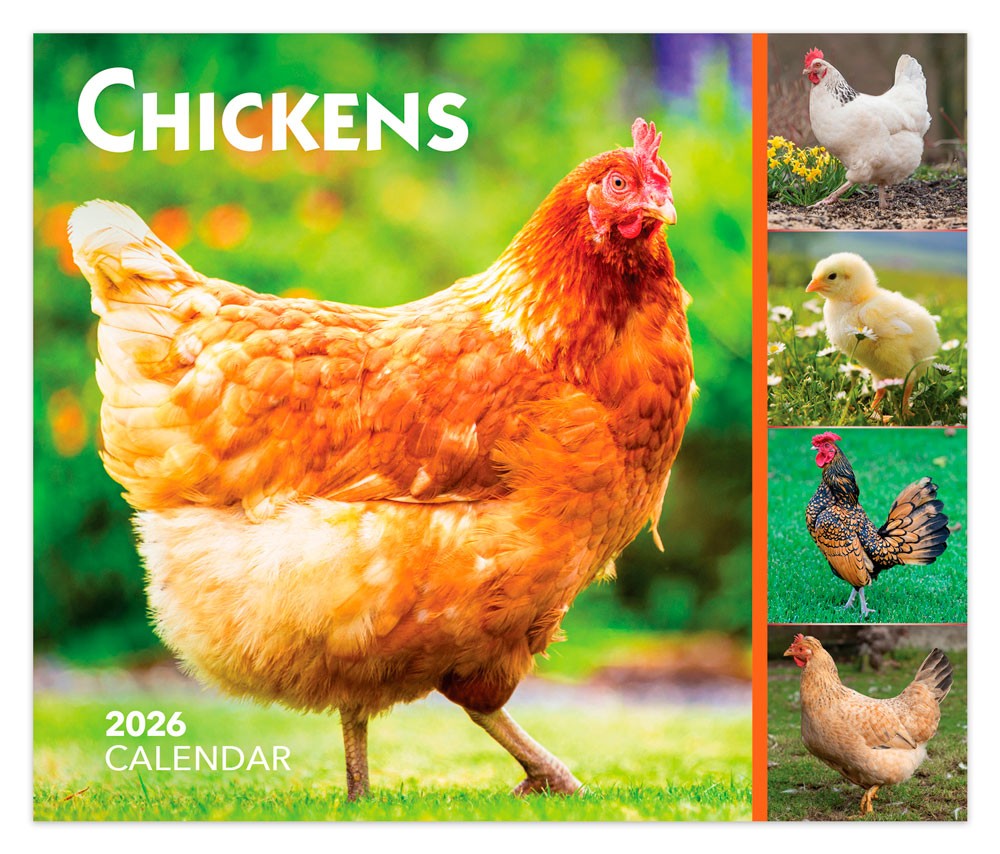 Chickens | 2026 6 x 5 Inch Daily Desktop Box Calendar | New Page Every Day