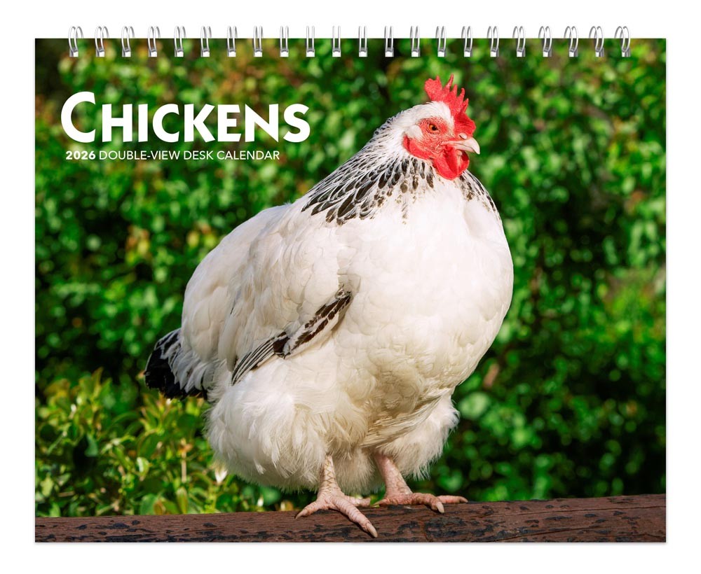 Chickens | 2026 7.5 x 6 Inch Monthly Double-View Easel Desk Calendar