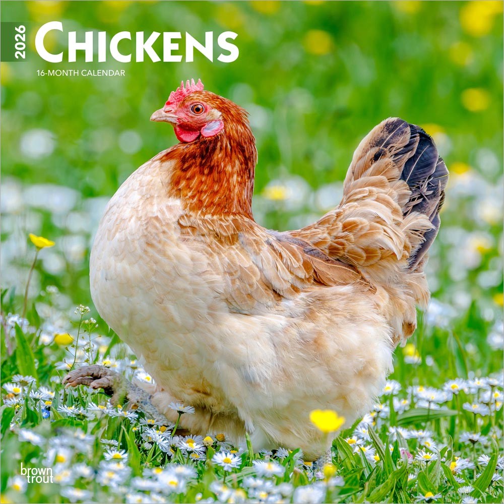 Chickens | 2026 12 x 24 Inch (Hanging) Monthly Square Wall Calendar