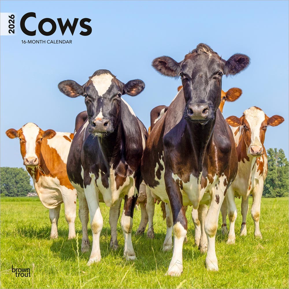 Cows | 2026 12 x 24 Inch (Hanging) Monthly Square Wall Calendar