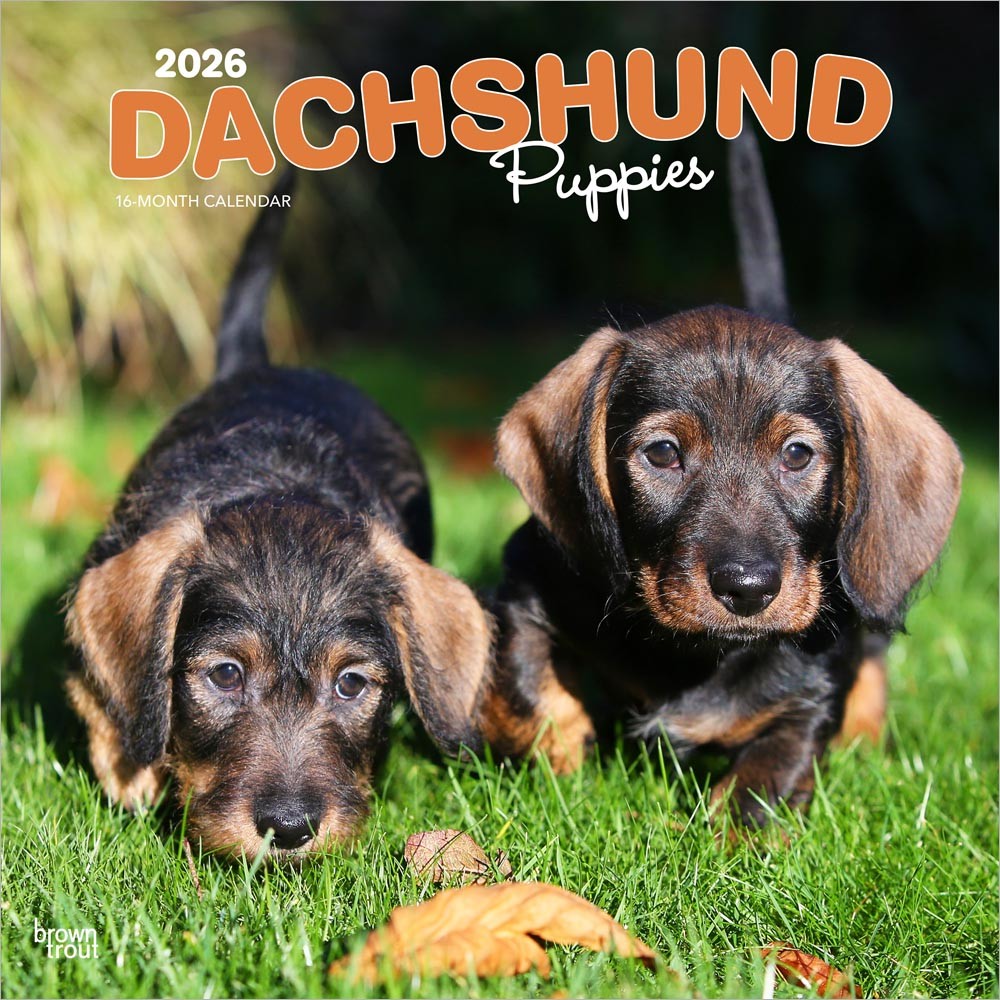 Dachshund Puppies | 2026 12 x 24 Inch (Hanging) Monthly Square Wall Calendar