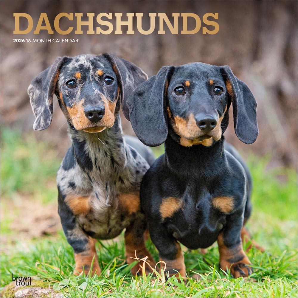 Dachshunds | 2026 12 x 24 Inch (Hanging) Monthly Square Wall Calendar | Foil Stamped Cover