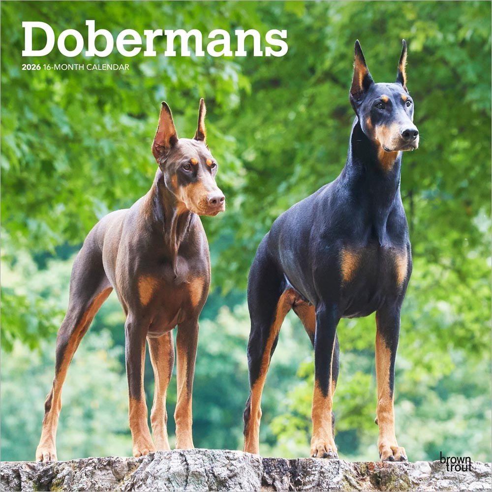 Dobermans | 2026 12 x 24 Inch (Hanging) Monthly Square Wall Calendar