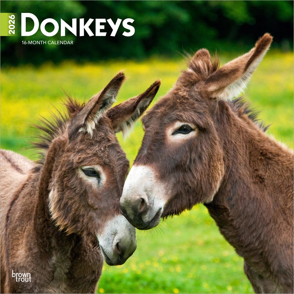 Donkeys | 2026 12 x 24 Inch (Hanging) Monthly Square Wall Calendar