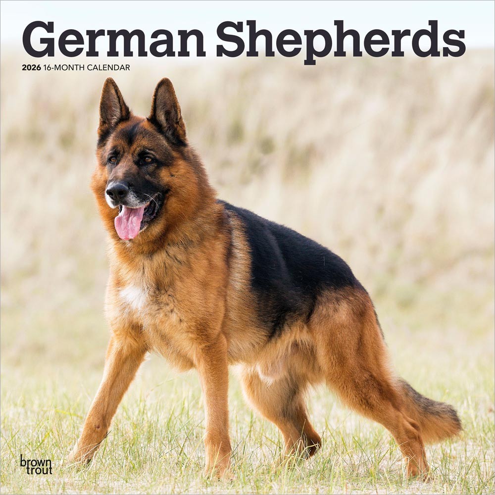 German Shepherds | 2026 12 x 24 Inch (Hanging) Monthly Square Wall Calendar