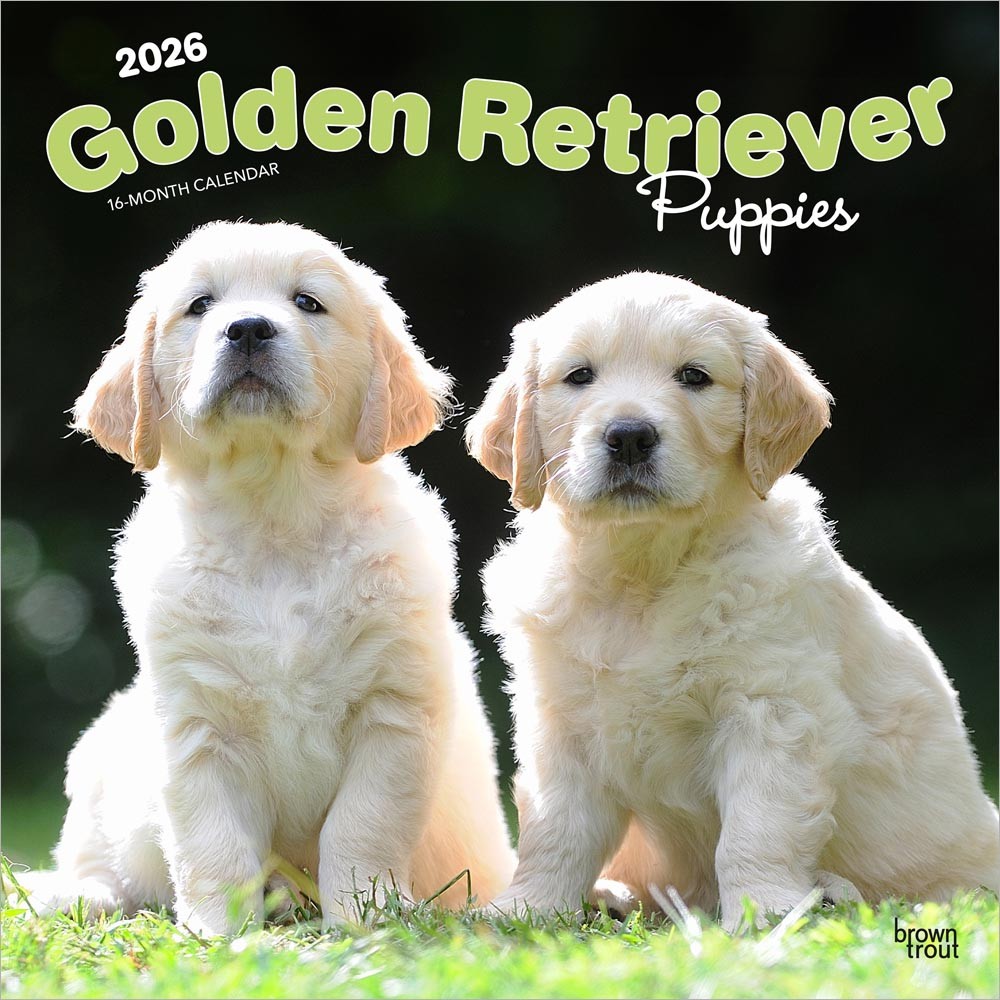 Golden Retriever Puppies | 2026 12 x 24 Inch (Hanging) Monthly Square Wall Calendar