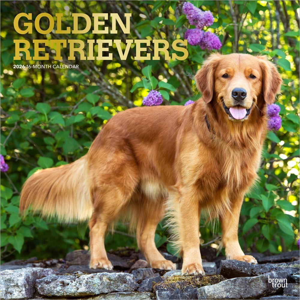 Golden Retrievers | 2026 12 x 24 Inch (Hanging) Monthly Square Wall Calendar | Foil Stamped Cover