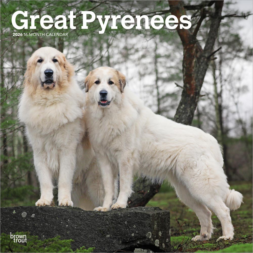 Great Pyrenees | 2026 12 x 24 Inch (Hanging) Monthly Square Wall Calendar