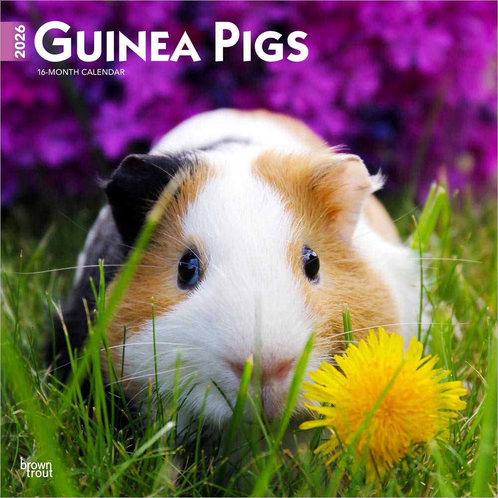 Guinea Pigs | 2026 12 x 24 Inch (Hanging) Monthly Square Wall Calendar