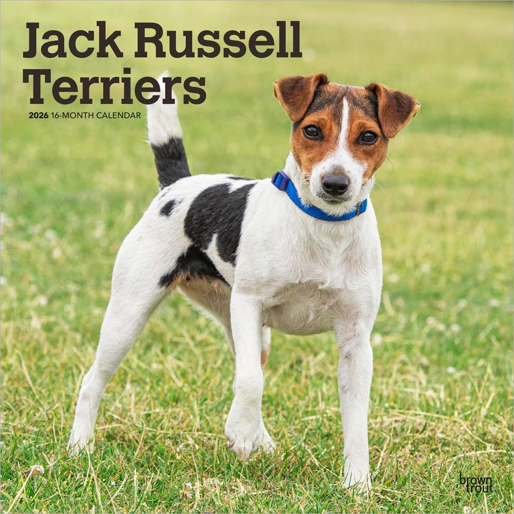 Jack Russell Terriers | 2026 12 x 24 Inch (Hanging) Monthly Square Wall Calendar