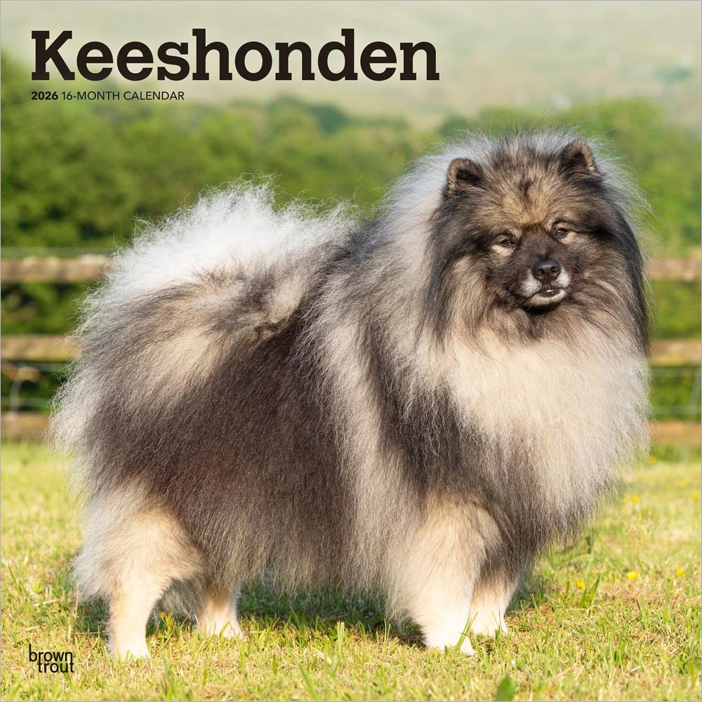 Keeshonden | 2026 12 x 24 Inch (Hanging) Monthly Square Wall Calendar