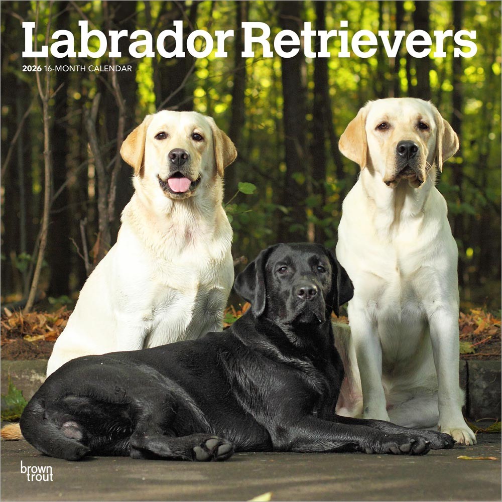 Labrador Retrievers | 2026 12 x 24 Inch (Hanging) Monthly Square Wall Calendar