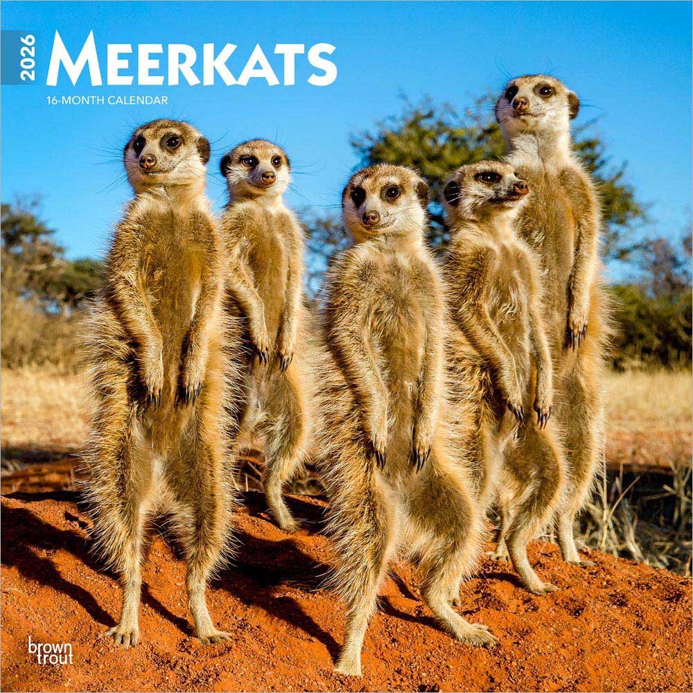 Meerkats | 2026 12 x 24 Inch (Hanging) Monthly Square Wall Calendar