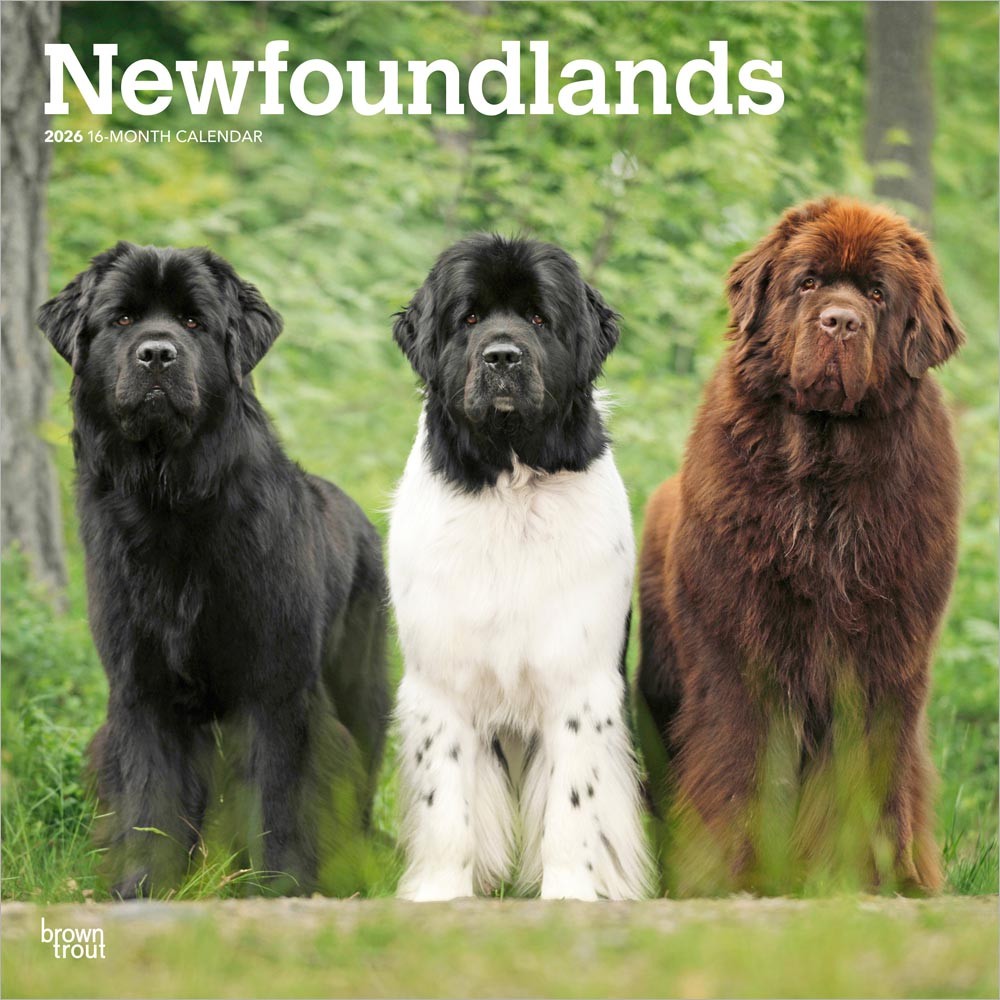 Newfoundlands | 2026 12 x 24 Inch (Hanging) Monthly Square Wall Calendar