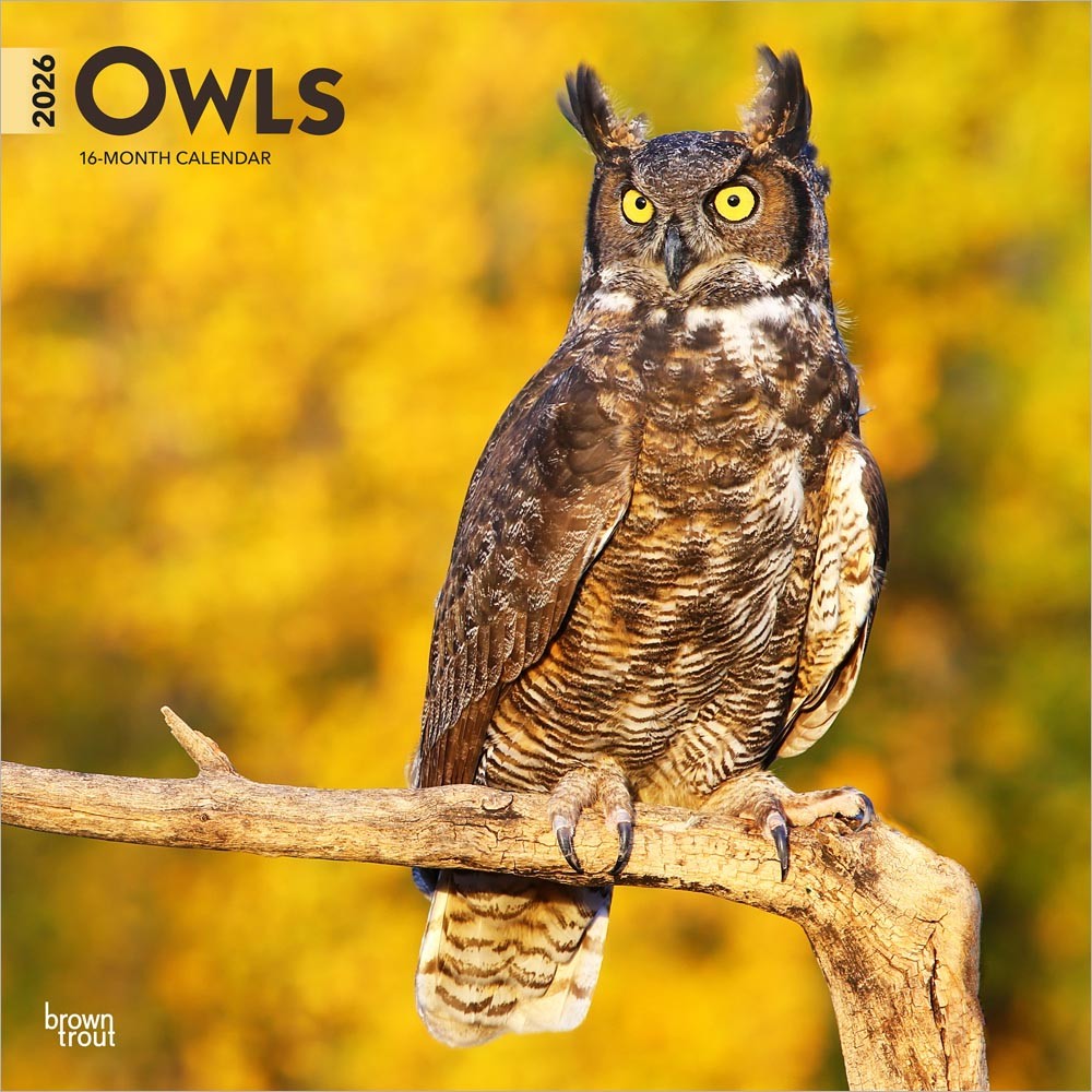 Owls | 2026 12 x 24 Inch (Hanging) Monthly Square Wall Calendar
