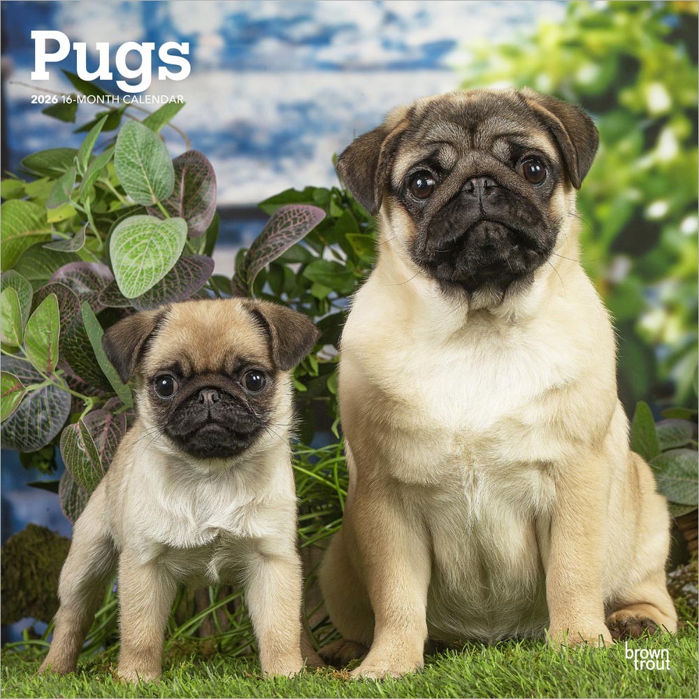Pugs | 2026 12 x 24 Inch (Hanging) Monthly Square Wall Calendar