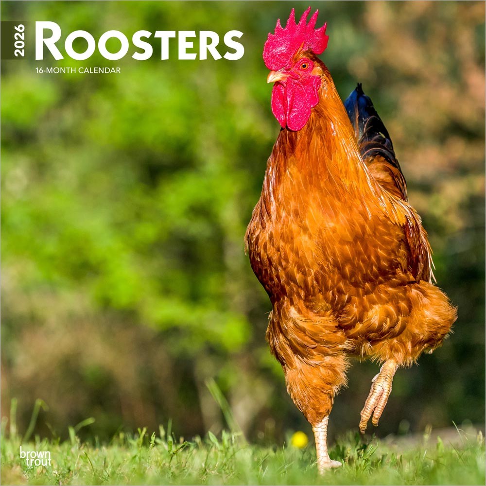 Roosters | 2026 12 x 24 Inch (Hanging) Monthly Square Wall Calendar