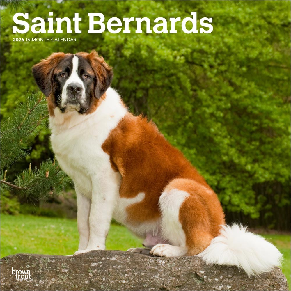 Saint Bernards | 2026 12 x 24 Inch (Hanging) Monthly Square Wall Calendar