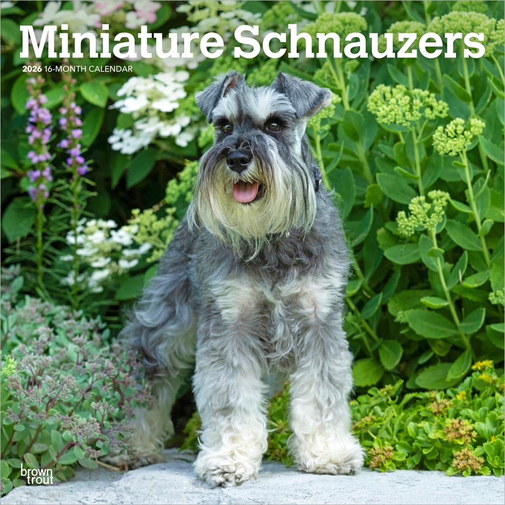 Miniature Schnauzers | 2026 12 x 24 Inch (Hanging) Monthly Square Wall Calendar