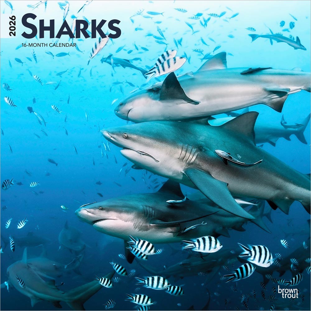 Sharks | 2026 12 x 24 Inch (Hanging) Monthly Square Wall Calendar
