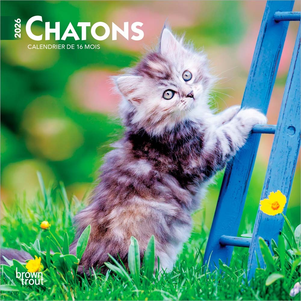 Chatons | 2026 7 x 14 Inch (Hanging) Monthly Mini Wall Calendar | French Language