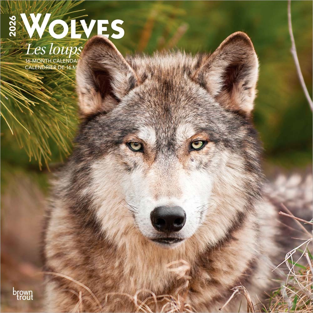 Wolves | Les Loups | 2026 12 x 24 Inch (Hanging) Monthly Square Wall Calendar | English/French Bilingual