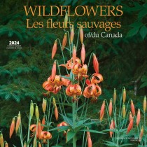Wildflowers of Canada | 2024 12 x 24 Inch Monthly Square Wall Calendar | English/French Bilingual