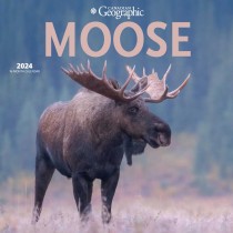 Canadian Geographic Moose | 2024 12 x 24 Inch Monthly Square Wall Calendar