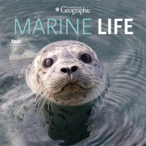 Canadian Geographic Marine Life OFFICIAL | 2025 12 x 24 Inch Monthly Square Wall Calendar | Plastic-Free