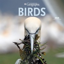 Canadian Geographic Birds OFFICIAL | 2025 12 x 24 Inch Monthly Square Wall Calendar | Plastic-Free