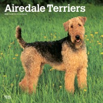Airedale Terriers | 2024 12 x 24 Inch Monthly Square Wall Calendar