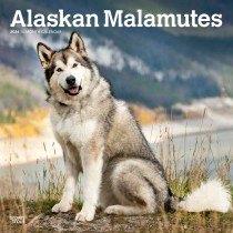Alaskan Malamutes | 2024 12 x 24 Inch Monthly Square Wall Calendar