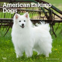 American Eskimo Dogs | 2024 12 x 24 Inch Monthly Square Wall Calendar