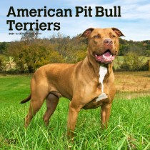 American Pit Bull Terriers | 2024 12 x 24 Inch Monthly Square Wall Calendar