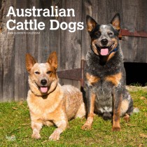 Australian Cattle Dogs | 2024 12 x 24 Inch Monthly Square Wall Calendar